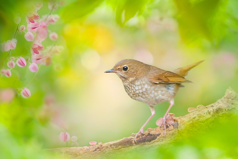 gray, close-up, The Nightingale Whistler, day, 1080P, brown, animals in the wild, animal, selective focus, bird, Nightingale, bokeh, branch, tree, green color