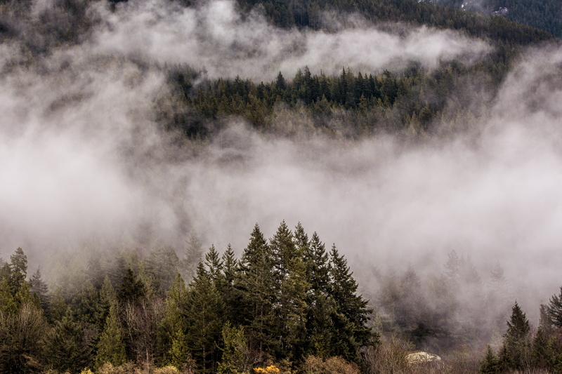 coniferous tree, smoke - physical structure, pine tree, landscape, fog, trees, forest, land, outdoors, mountain, scenics - nature, winter, environment