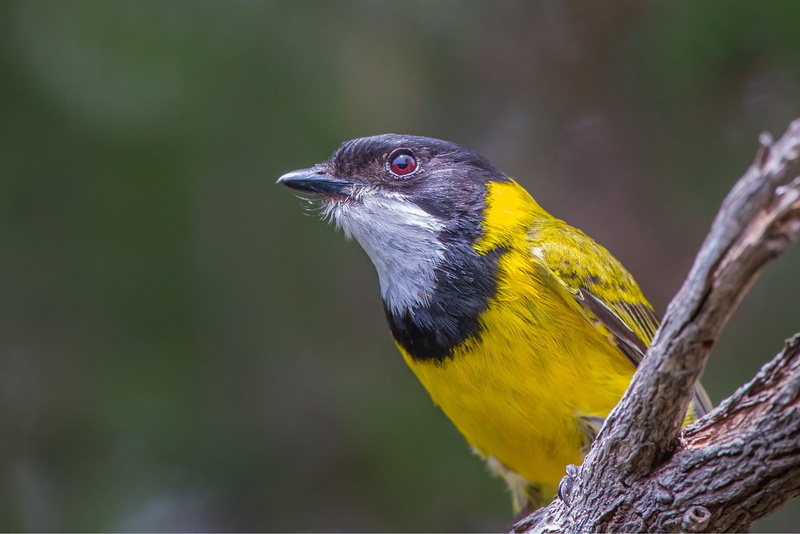 vertebrate, australian, looking, nature, beautiful, plant, animal, day, close-up, perching, portrait, profile view, australia, animal wildlife, bird, woody island