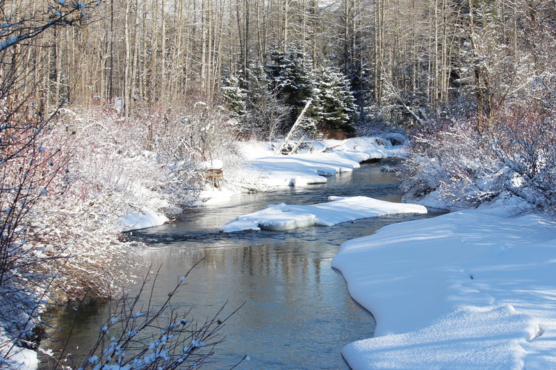 plant, frozen, nature, beauty In Nature, land, woodland, Creek, tranquil Scene, stream - flowing water, whistler, scenery, creek, scenics, cold, ice, environment