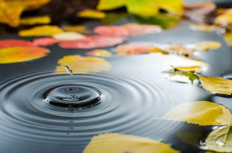 leaves, autumn, drops, 5K, straw, drop, water, puddle