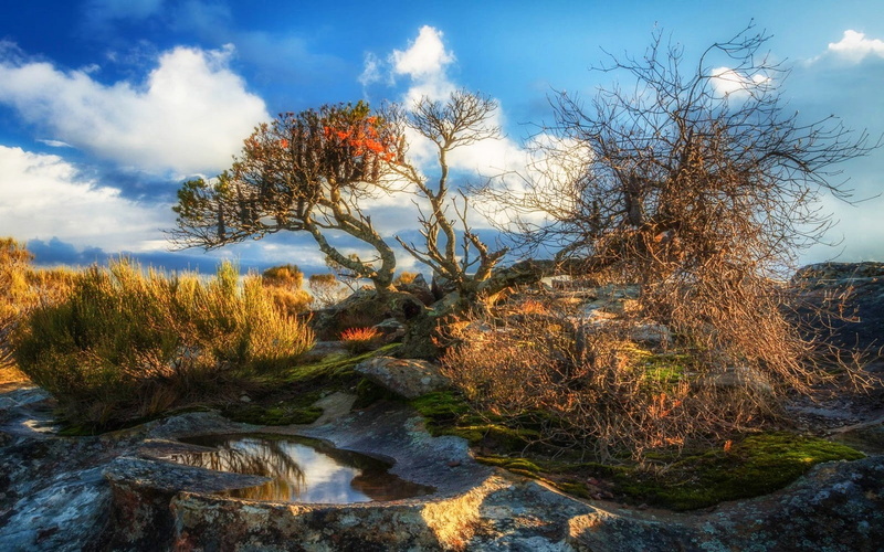 720P, clouds, nature, sunlight, shrubs, sunset, moss, trees, puddle, landscape