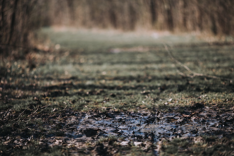 muddy, field, dirt, tranquility, outside, outdoors, no people, ground, growth, surface level, trees, puddle, tree trunk, landscape, non-urban scene, environment