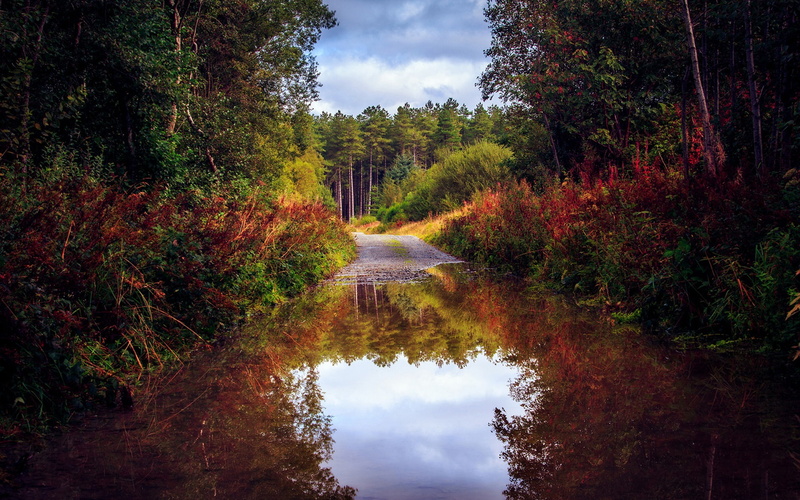 Trees, body, Autumn, 1080P, Forest, near, plants, Road, Puddle, Water, Nature, Scenery