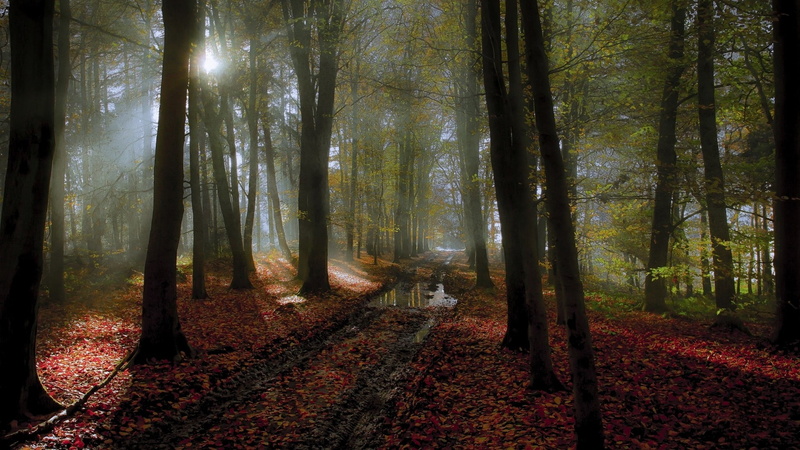 forest, path, leaves, Netherlands, tracks, nature, fall, 1080P, puddle, sunlight, landscape, trees, mist