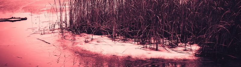 snow, environment, day, scenics - nature, water, 4K, tree, puddle, land, tranquility, multiple display, bare tree, dual monitors, plant, brown, grass