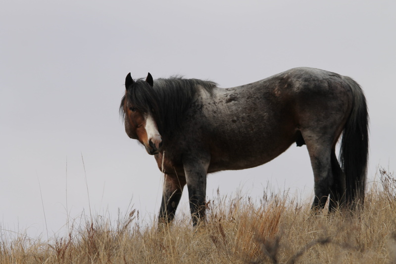 mane, day, plant, one animal, no people, wild horse, land, herbivorous, animal, animal wildlife, outdoors, horse, nature, mammal, animal themes, pets, livestock