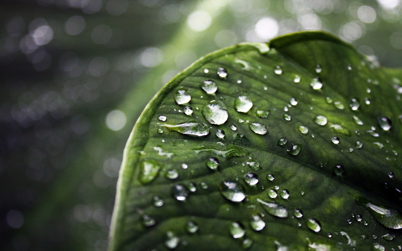 beauty In Nature, green, 2K, leaf, selective focus, environment, springtime, water, botany, raindrop, dew, day, backgrounds, leaf Vein, nature, lush Foliage