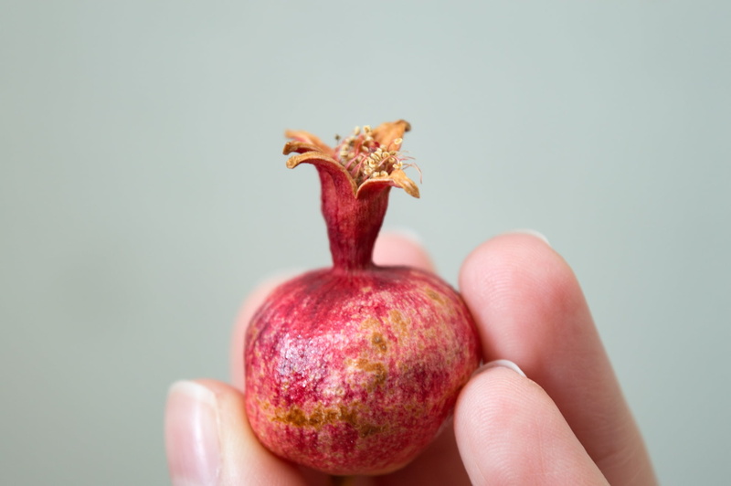 harvest, close-up, dwarf pomegranate fruit, nana, autumn, food, punica granatum var, healthy eating, dwarf pomegranate, fruit, people, red, freshness, 1080P
