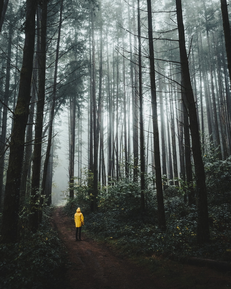 leisure activity, person, day, walking, standing, outdoors, tall, foggy, land, nature, lifestyles, sight, trees, woods, fog, scenic, mist, tranquil scene