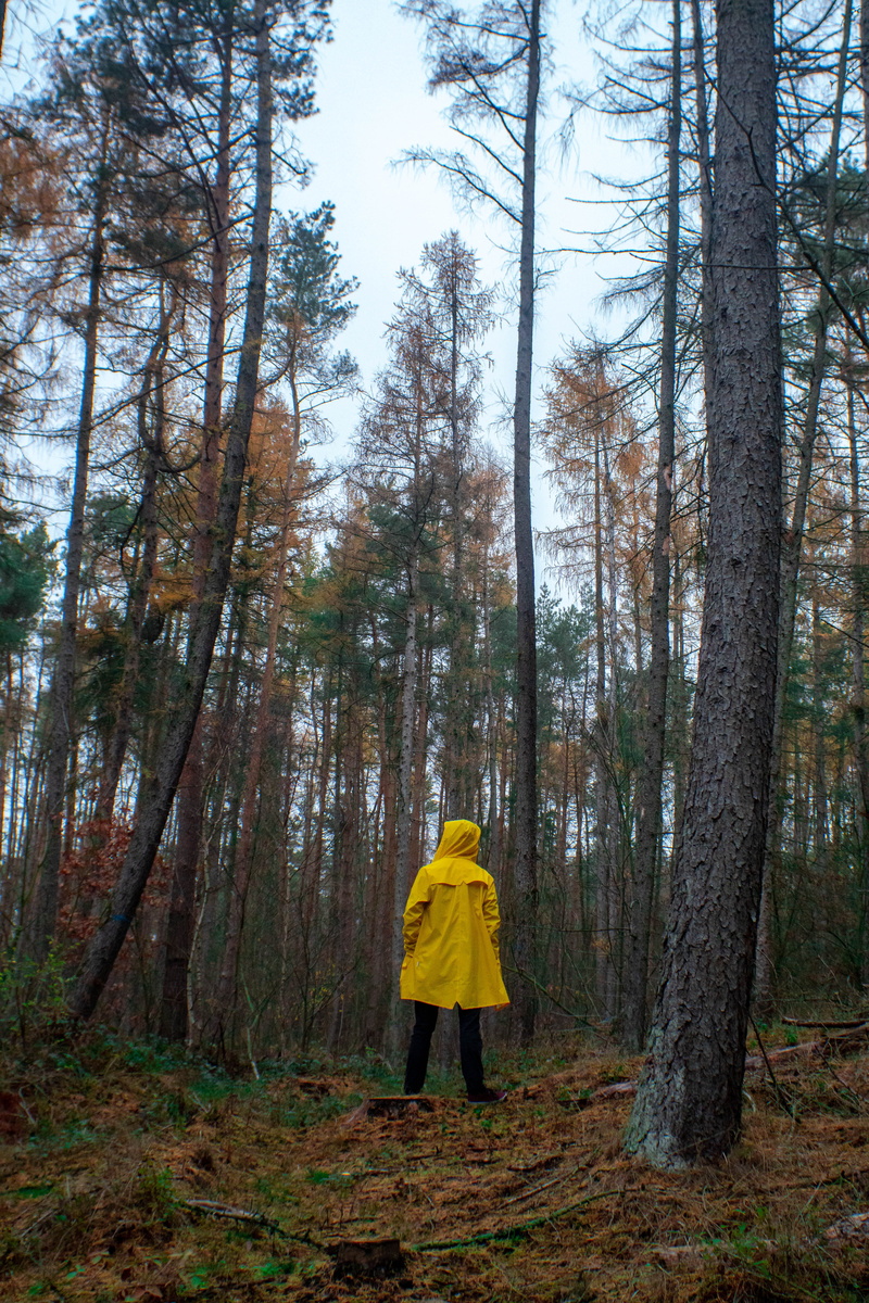 real people, leisure activity, lifestyles, forrest, woodland, full length, tree, sony, germany, day, hood - clothing, wet forest, standing, yellow raincoat