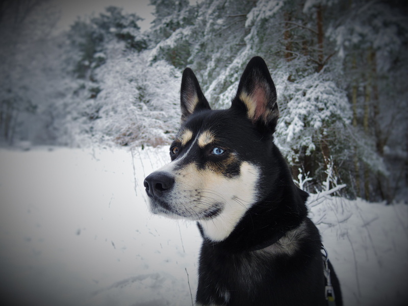 pets, close-up, domestic, portrait, sibirian husky, looking away, sled dog, wolf, no people, woke up, awakened, fur, vertebrate, animal themes, eyes, looking