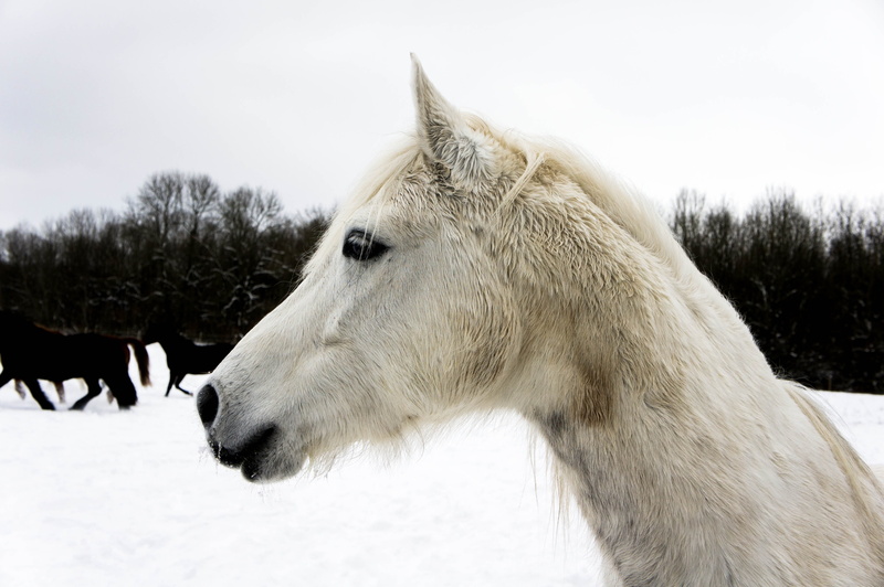 one animal, profile view, livestock, horse head, herbivorous, head nature, white, animal, wuschelig, close-up, outdoors, white horse, mane, graceful, field