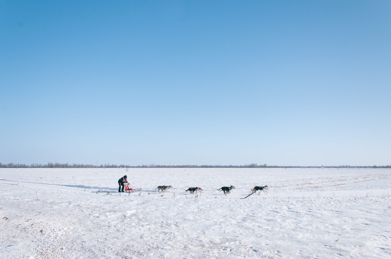 outdoors, outdoor, field, man, frozen, dogs, land, dog, mush, frost, person, nature, landscape, arctic, people, beauty in nature, north, full length, daytime