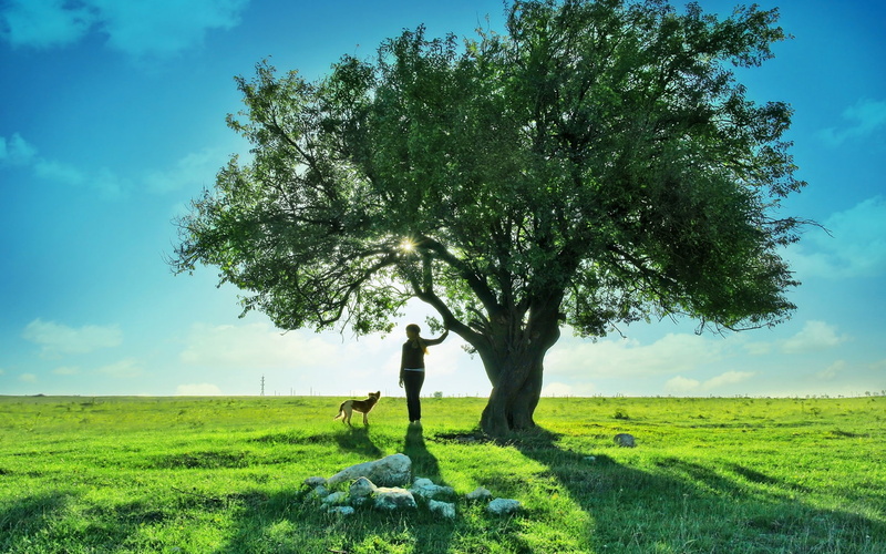 Girl, 720P, Teen, Tree, Landscape, Beautiful, Dog