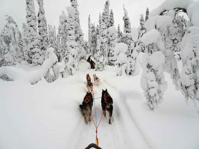 field, group, outdoors, 4K, vertebrate, winter sports, daytime, cold, winter, snow, domestic, white color, dog, lapland, animal themes, day, cold temperature