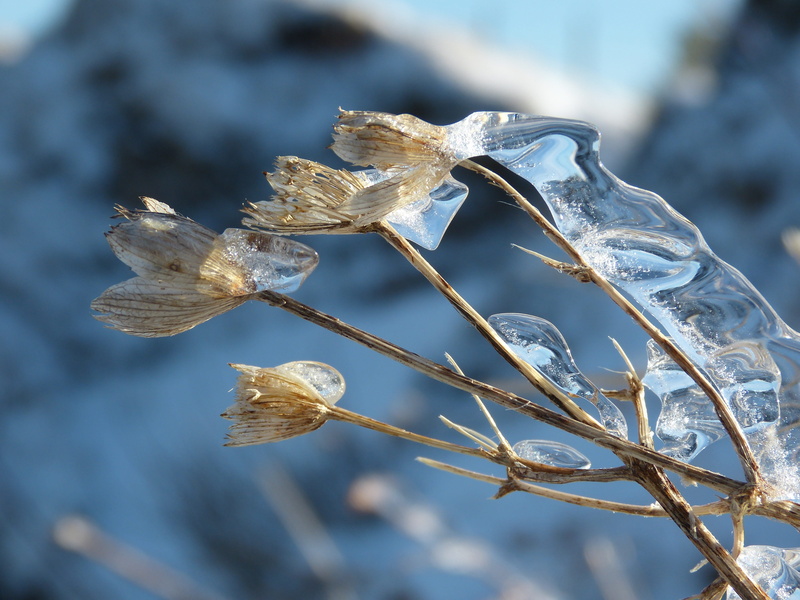 4K, frozen, flower, vulnerability, beauty in nature, outdoors, plant, ice cold, fragility, hoarfrost, luxury, frost, zing rain, ze, on frozen, iced, snow