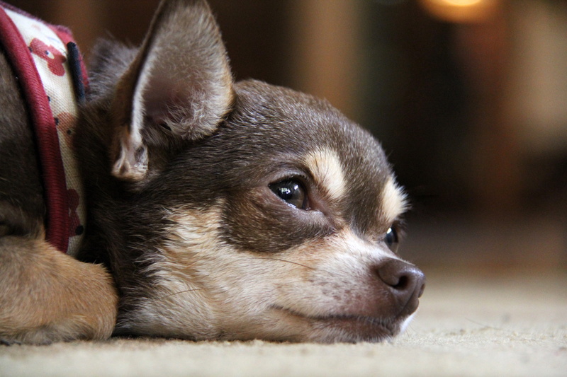 animal themes, animal head, pet, animal body part, little, sad, no people, focus, domestic animals, purebred, domestic, canine, indoors, relaxation, chihuahua