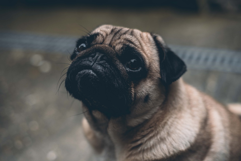purebred dog, focus, contemplation, domestic, no people, animal themes, domestic animals, mammal, fawn, adult, animal body part, close-up, pets, whisker
