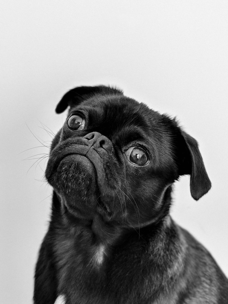 animal eye, fur, no people, puppy, animal mouth, domestic animal, vertebrate, pug, pets, animal head, indoors, one animal, eyes, dog, animal themes, adult
