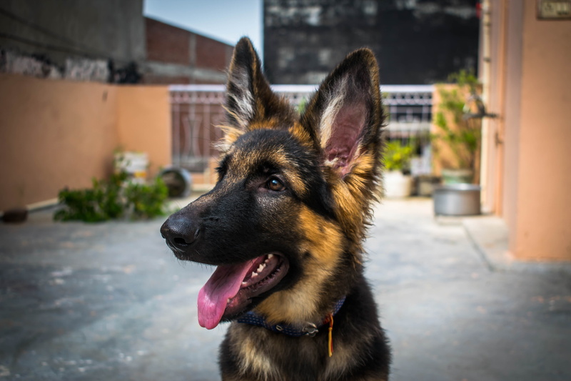 animal tongue, breed, pup, panting, canine, cute, mammal, adorable, purebred, black, dog, vertebrate, little, mouth open, portrait, outdoors, sweet, one animal