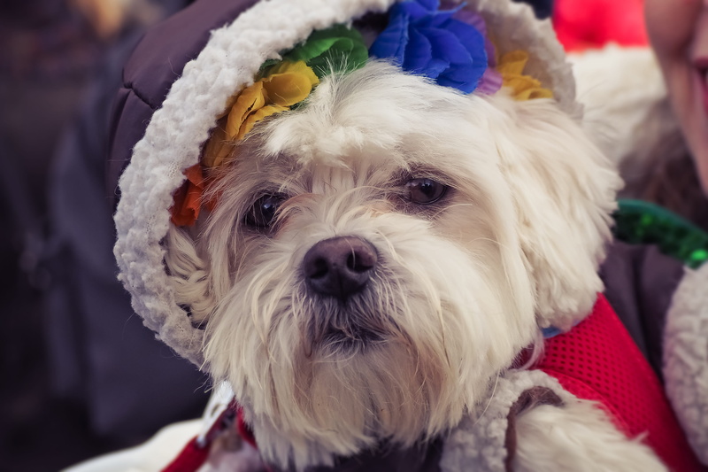 dear, coated, looking at camera, white, 4K, domestic, portrait, trusting, dog portrait, one animal, mammal, small, carnival, friendship, funny, animal portrait