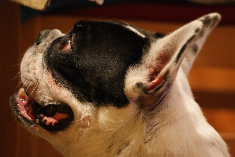 feline, Bulldog, mammal, obedient, French, training, domestic animals, animal tongue, 4K, companion, purebred, focus on foreground, friend, animal mouth