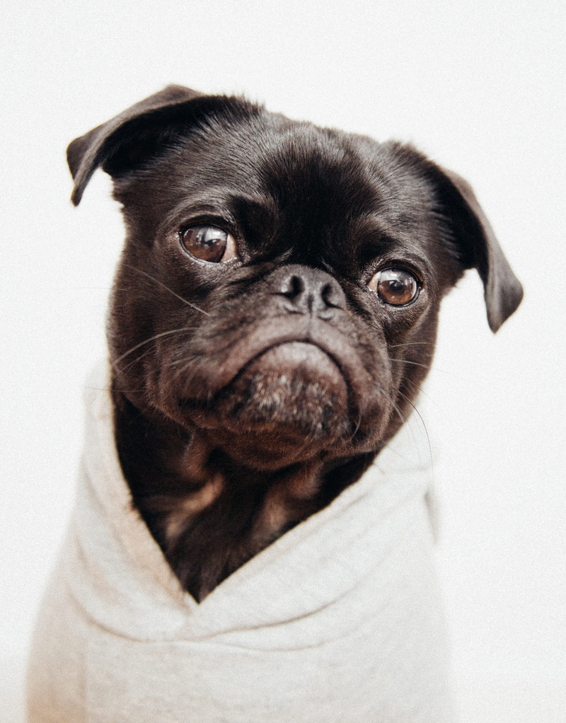 close, dog, close-up, doggy, animal themes, black, pug, mammal, indoors, animal, vertebrate, photo, animal body part, looking at camera, one animal, no people