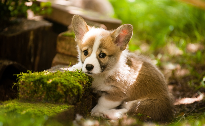 dwarfdog, Summer, WelshCorgi, Puppy, sunlight, animal themes, looking away, popular, no people, canine, 4K, Animals, dog, domestic animals, Outdoor, Pets