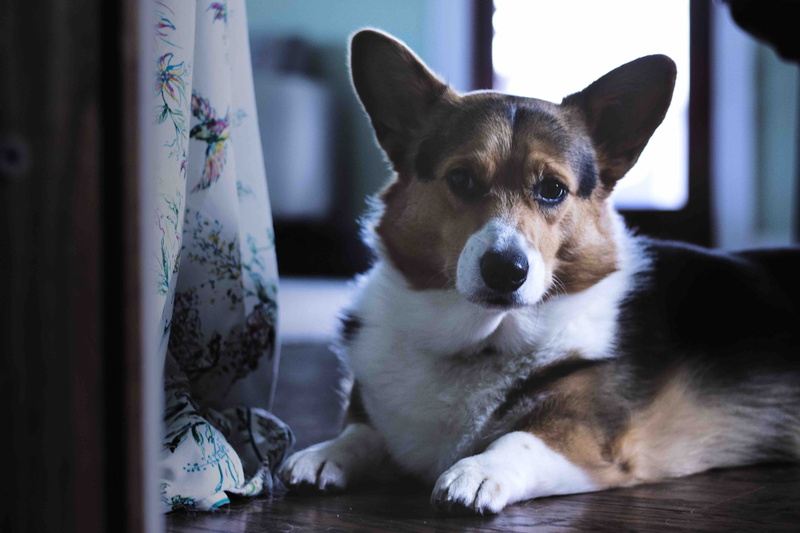 prone, one animal, pembroke, lying, vertebrate, indoors, room, domestic animal, brown, looking away, animal, inside, corgi, looking, indoor, no people