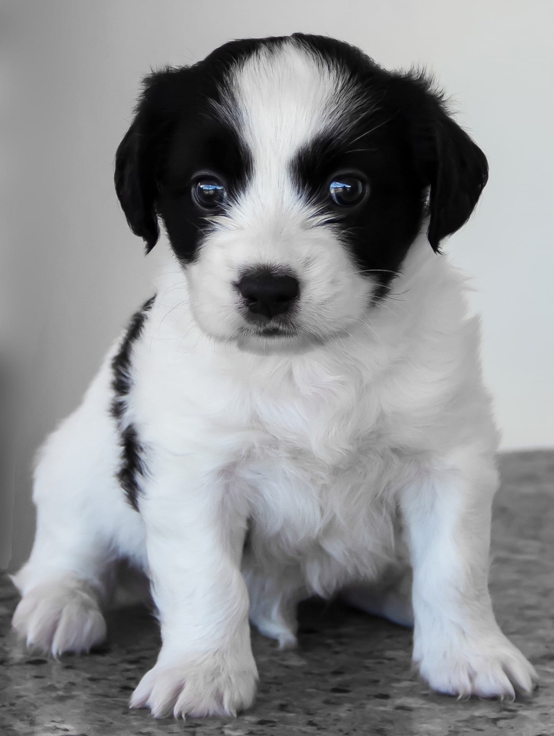 domestic, indoors, 1080P, pets, jack russell terrier, portrait, animal, looking at camera, cute, white, dog, pet, one animal, coated, baby, young animal