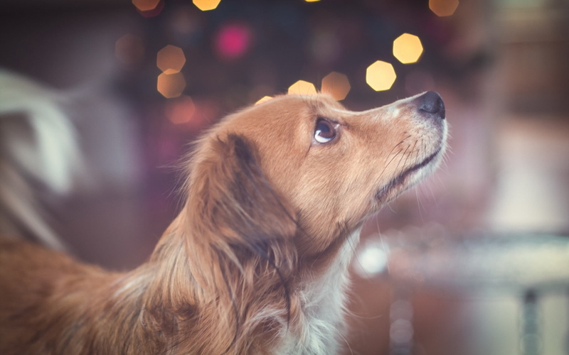 tan, coated, Look, long, Dog, Up, Brown, 1080P
