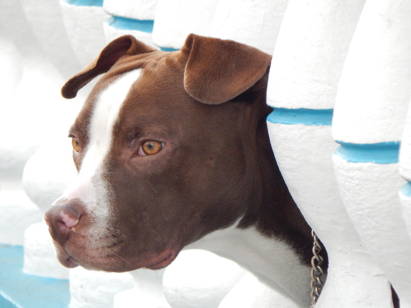 purebred Dog, looking, animal, outdoors, dog, domestic Animals, animal Nose, snout, black, white, brown, mammal, 4K, muzzle, terrier, cute, puppy, vertebrate