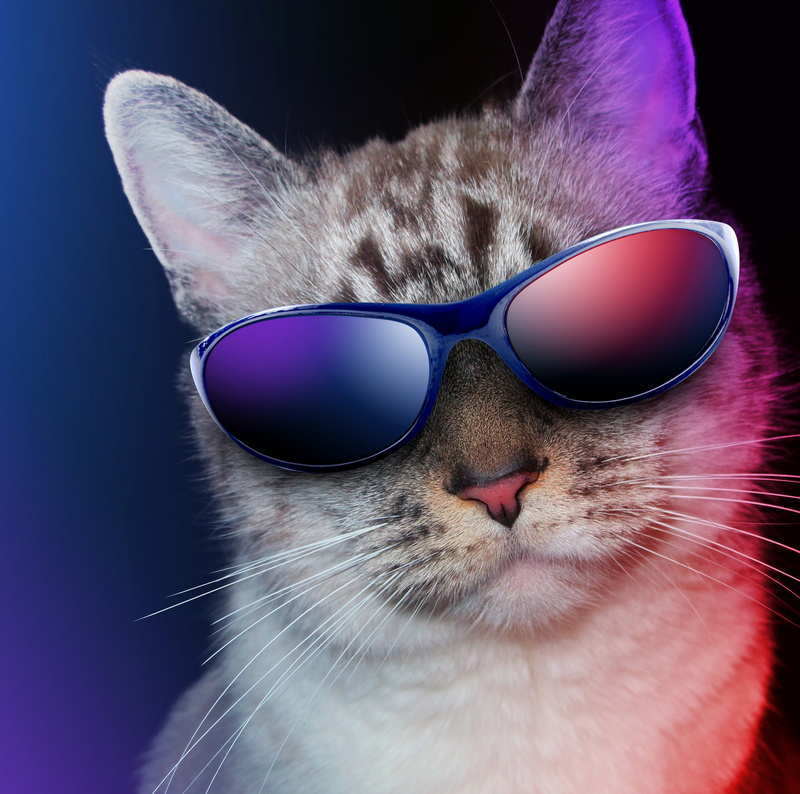 blue background, frames, purple, sunglasses, people, black background, fashion, whisker, glasses, cat, mammal, Funny, blue, 4K, studio shot, one animal