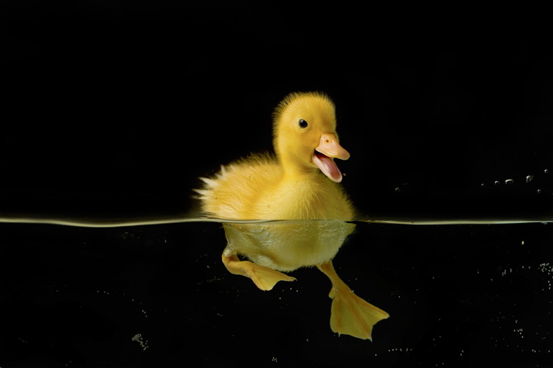 bird, black, 1080P, water, duck, nature