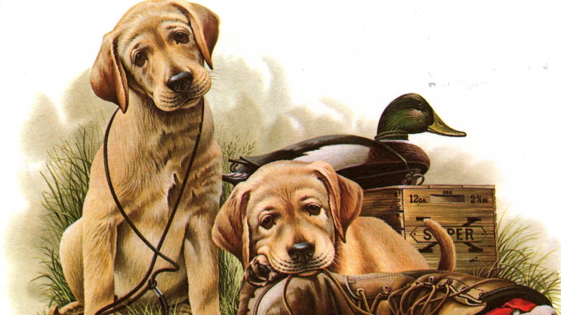 nature, wildlife, 1080P, dogs, duck, animals, puppies, birds, labrador, ducks