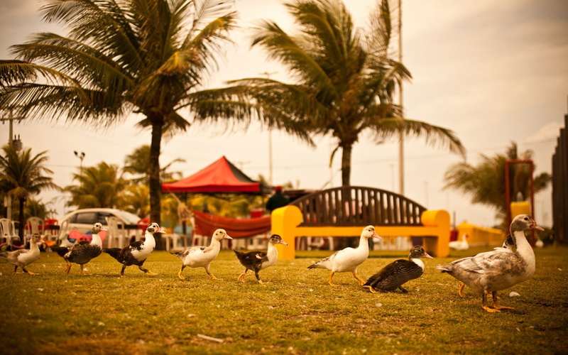 x, hd, 1080P, BIRDS, animals, aracaju, ducks, brazil, art, sergipe