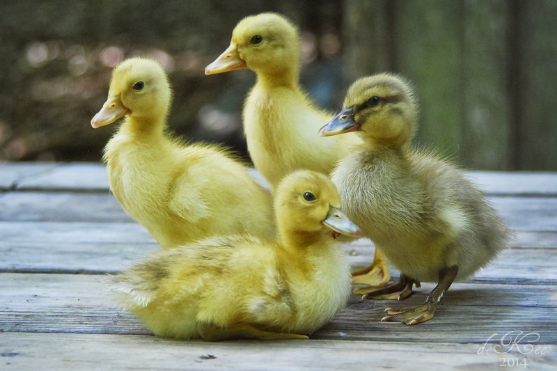 nature, duckling, ducklings, animal, daytime, brown, chicken, duck, four, surface, small, Farm, Mastiff, wood, bird, cute, brown wood, 2K