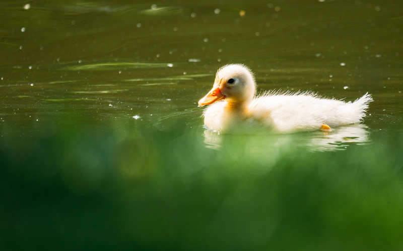 duckling, animals, duck, bird, hd, 2K