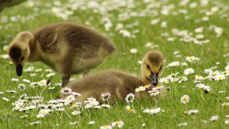 flowers, duckling, animals, green, duck, 1080P, bird, hd, grass
