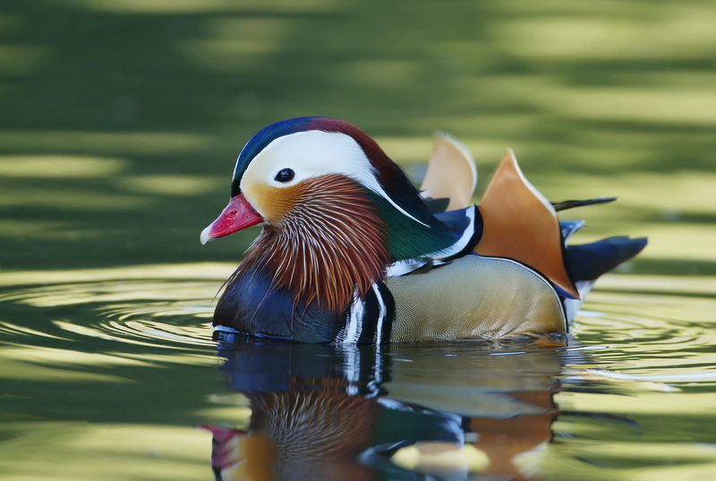 beak, 1080P, brown, white, green, gray, feathers, mandarin duck, mandarin, duck, water, paint