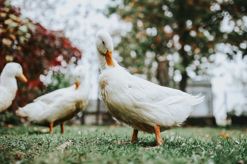grass, White, no people, rural Scene, selective focus, animal wildlife, nature, agriculture, outdoors, animal, duck, animal themes, farm, land, white color