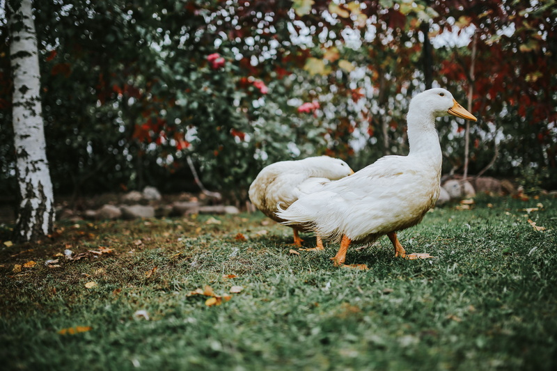 beak, vertebrate, land, grass, White, bird, outdoors, day, animal wildlife, two animals, tree, goose, agriculture, animal themes, rural Scene, no people