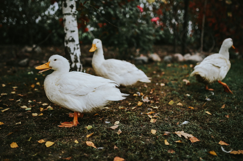 tree, leaves, duck, 5K, bird, white color, ducks, group of animals, field, domestic, nature, agriculture, animal themes, animal, poultry, animal wildlife