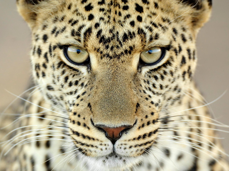 photography, 720P, leopard, depth, animal, depth of field, field, fur, yellow fur, animals, yellow, eyes