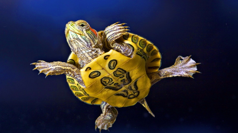 photography, dark background, turtle, background, animals, 1080P, dark, yellow
