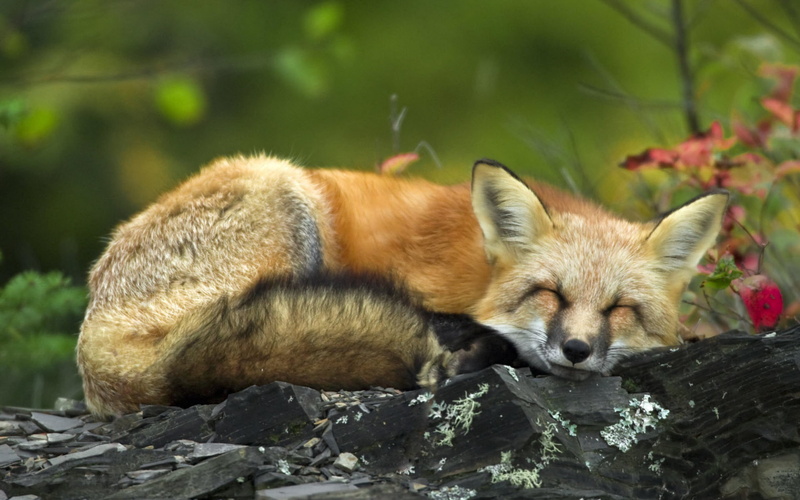 animals, fox, sleeping, photography, closed, depth, closed eyes, depth of field, field, small, eyes, 1080P