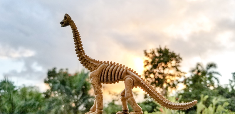 mammal, standing, animals in the wild, powerful, one animal, 4K, imagination, jungle, dinosaur fossil, striped, extinct, day, children, animal, beast