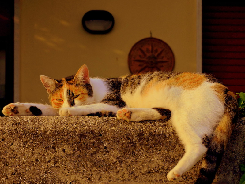 mammal, sleeping, whisker, animal, domestic cat, vertebrate, pretend, domestic, cat, pets, resting, no people, 4K, relaxation, spread, lying down, feline