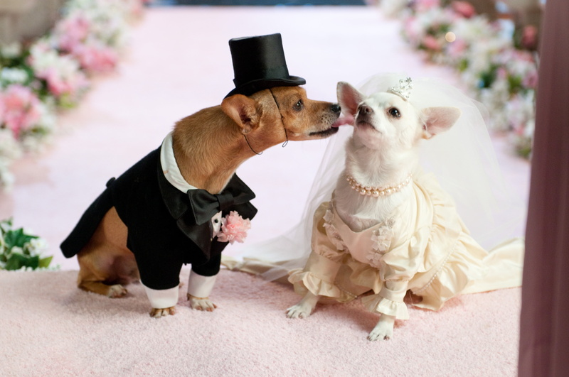 brown, friendship, flower, animal, celebration, dog, dress, plant, sitting, wedding, two, focus on foreground, chihuahuas, togetherness, purebred Dog, clothing